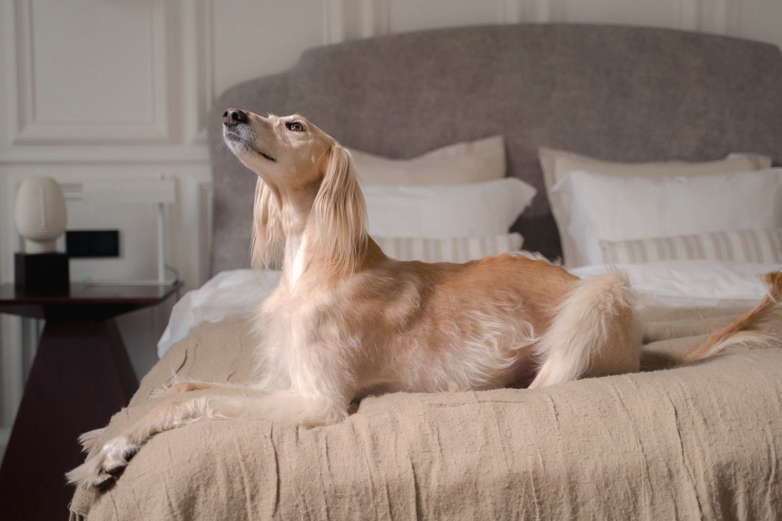 A dog resting in a hotel room